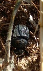 Scarabaeus intricatus