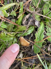 Psilocybe allenii