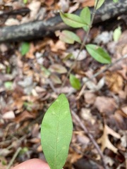 Crocanthemum bicknellii