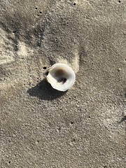 Crassostrea virginica