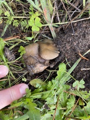 Psilocybe allenii
