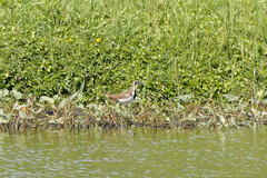 Hydrophasianus chirurgus