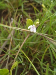 Justicia anagalloides