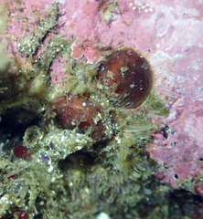 Discinisca lamellosa