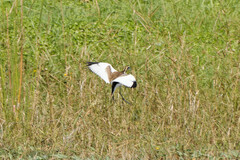 Hydrophasianus chirurgus