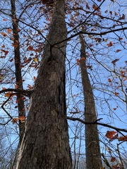 Quercus alba