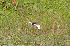 Hydrophasianus chirurgus