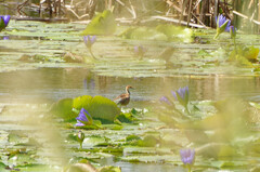 Hydrophasianus chirurgus