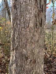 Quercus alba