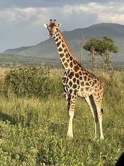 Giraffa camelopardalis rothschildi