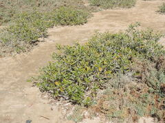 Avicennia marina
