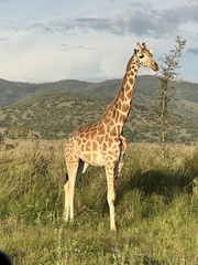 Giraffa camelopardalis rothschildi