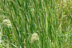 Ixobrychus sinensis