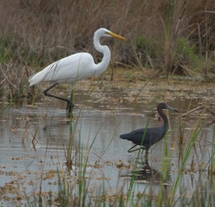 Ardea alba egretta