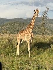 Giraffa camelopardalis rothschildi