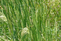 Ixobrychus sinensis