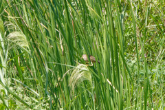 Ixobrychus sinensis