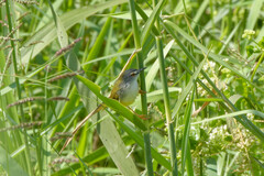 Prinia flaviventris