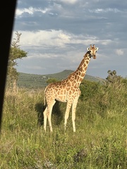 Giraffa camelopardalis rothschildi