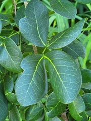 Pithecellobium unguis-cati