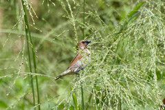 Lonchura punctulata