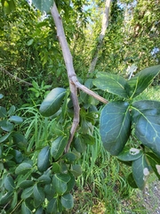 Pithecellobium unguis-cati