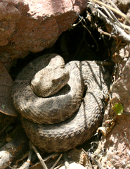 Crotalus willardi obscurus