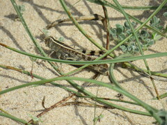 Heteracris littoralis