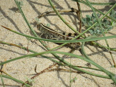 Heteracris littoralis