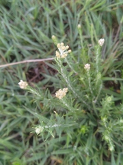 Helichrysum kraussii