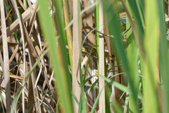 Ixobrychus sinensis