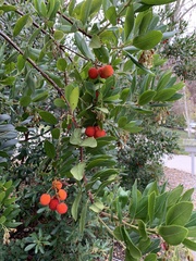 Arbutus × andrachnoides