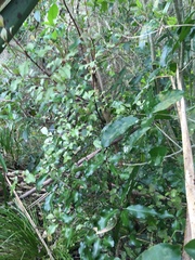 Melicytus ramiflorus