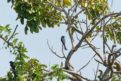 Dicrurus macrocercus