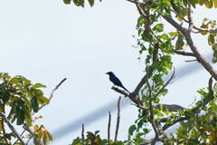 Dicrurus macrocercus