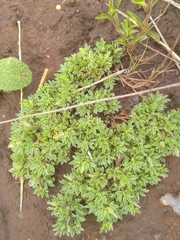 Aptosimum procumbens