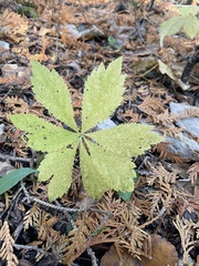 Sanicula marilandica