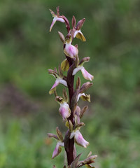 Anacamptis collina