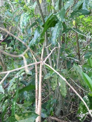 Melicytus ramiflorus