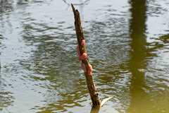 Pomacea canaliculata