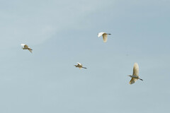 Bubulcus ibis coromandus