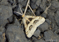 Isturgia disputaria