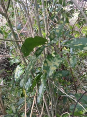 Melicytus ramiflorus