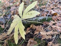 Sanicula marilandica