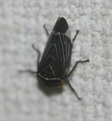 Eurymeloides lineata