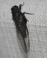 Birrima castanea