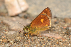 Dalla cyprius quinka