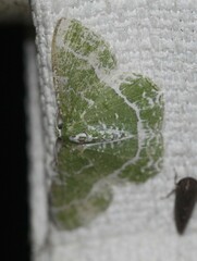 Eucyclodes insperata