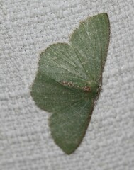 Eucyclodes metaspila