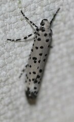 Yponomeuta internellus